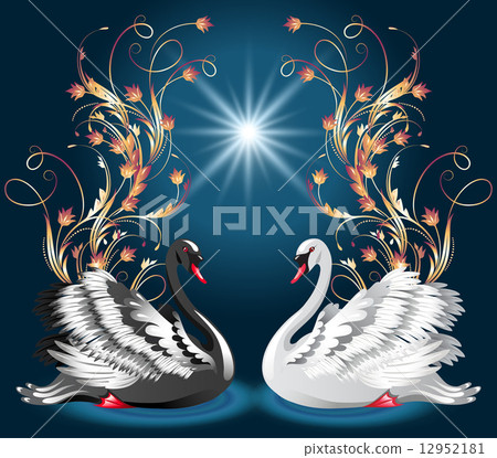 White and black swan 12952181
