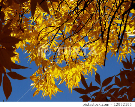 golden foliage 12952195