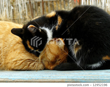 autumnal cats autumnal cats 12952196