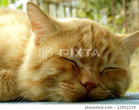 sleeping cat 12952239