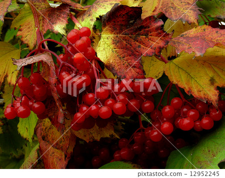 red viburnum red viburnum 12952245