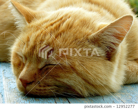 sleeping cat sleeping cat 12952277