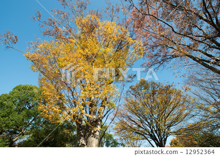 Key of late autumn Key of late autumn 12952364