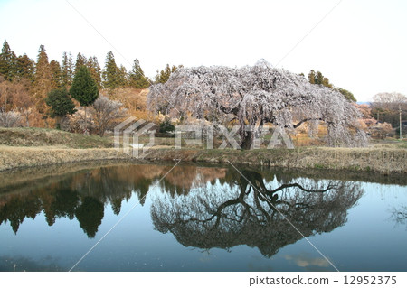 Sakura at the flower garden 12952375