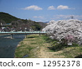 Kuji River and Sakura 12952378