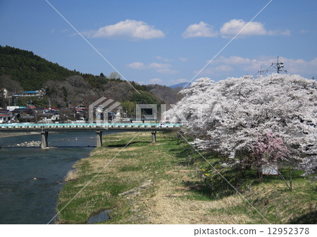Kuji River and Sakura Kuji River and Sakura 12952378