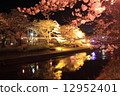 Cherry blossoms at night 12952401
