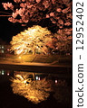 Cherry blossoms at night 12952402