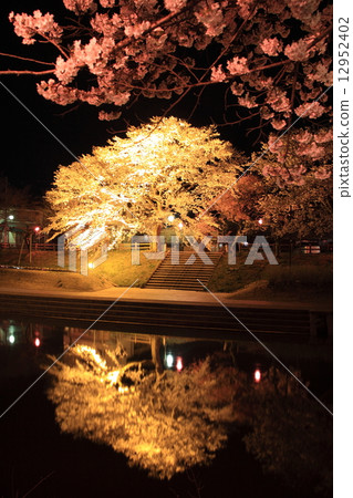Cherry blossoms at night 12952402
