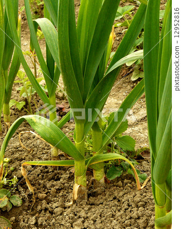 green garlic green garlic 12952816