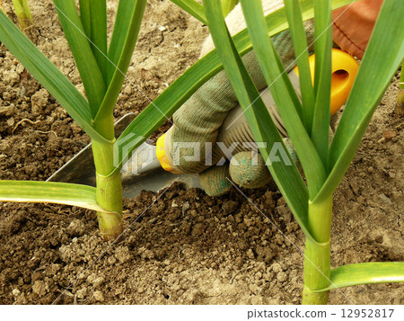 hand caring garlic 12952817