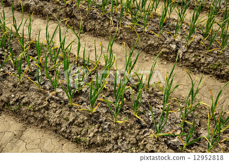 garlic beds 12952818