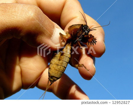 mole cricket in hand mole cricket in hand 12952827