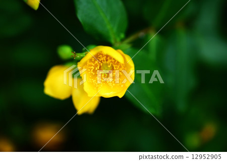 Flowers of Quincebai Flowers of Quincebai 12952905