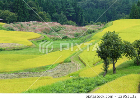 稻田裡的稻田 12953132