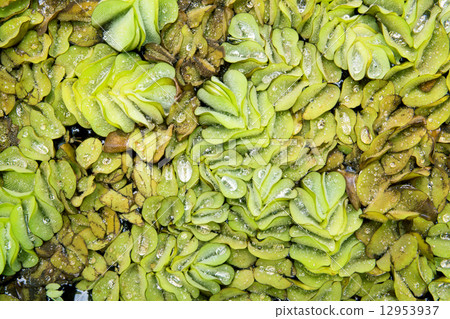 Pistia is a genus of aquatic plant in water Pistia is a genus of aquatic plant in water 12953937