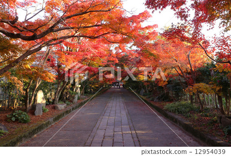 Autumn leaves of Longfuku-ji 12954039