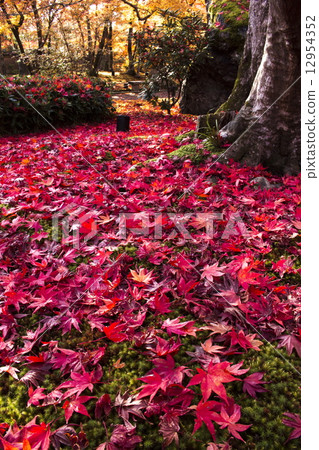 Dynamic autumnal leaves of Baekjeon 12954352