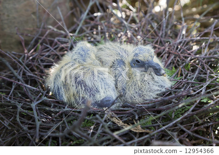 Nest with two juvenile common wood pigeons Nest with two juvenile common wood pigeons 12954366