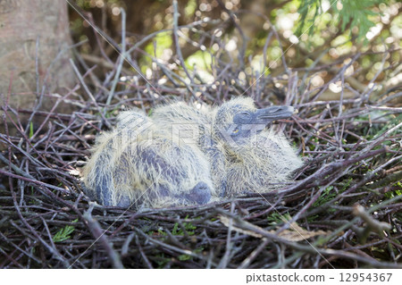 Nest with two juvenile common wood pigeons Nest with two juvenile common wood pigeons 12954367