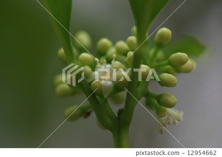 Natural plants Crows Zhang Shu, leaves are grasses of swallowtail, honeys are honey, in fact it is bird food and medicine. 12954662