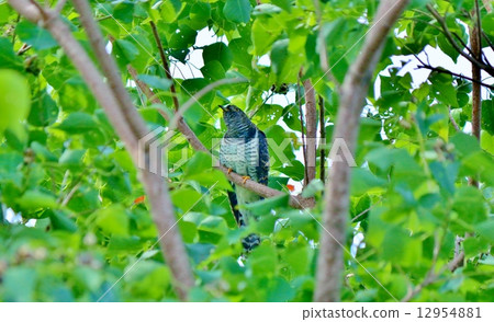 布穀鳥 布穀鳥 12954881