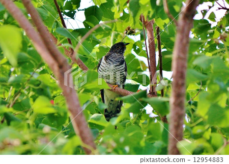 Cuckoo 12954883
