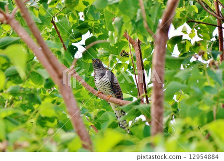 Cuckoo 12954884