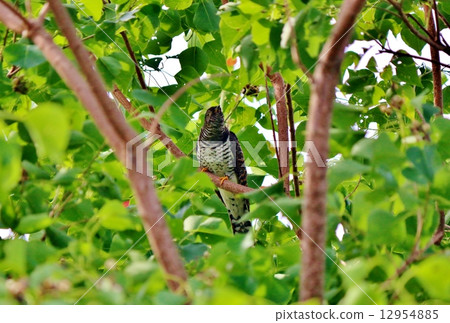 Cuckoo 12954885