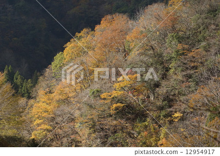 秋葉景觀 12954917