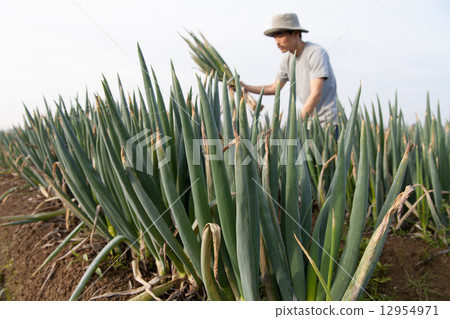 LEGON Harvest 12954971