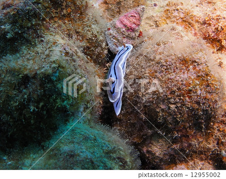 Misole Umizushi 12955002