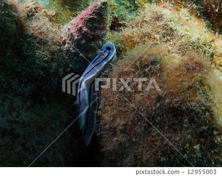 Misole Umizushi 12955003