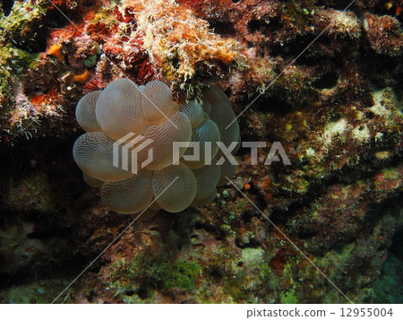 葡萄在海中 葡萄在海中 12955004