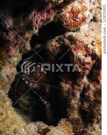 隱藏在黑暗中的紅色陰影蝦 12955005