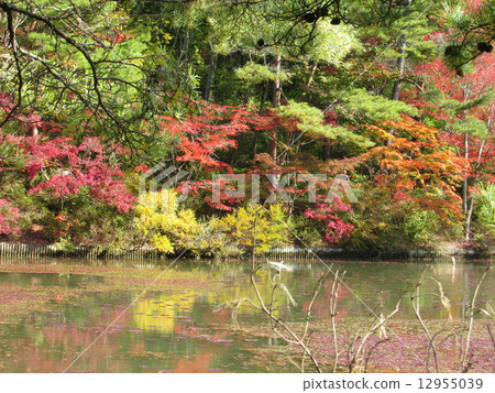 Autumn leaves of the Kobe City Forest Botanical Garden 12955039