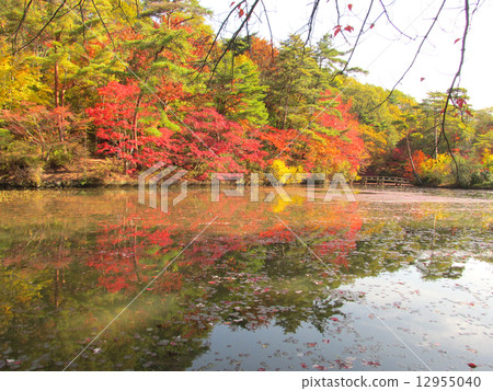 Autumn leaves of the Kobe City Forest Botanical Garden 12955040