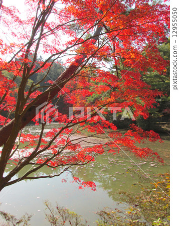 Autumn leaves of the Kobe City Forest Botanical Garden Autumn leaves of the Kobe City Forest Botanical Garden 12955050