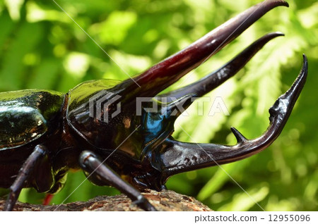 Caucasus amulet Up corners on trees in the forest 12955096