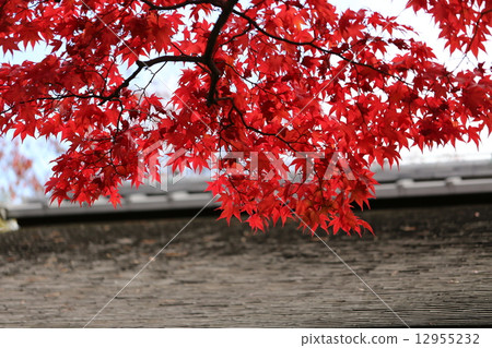 秋天的樹葉 12955232