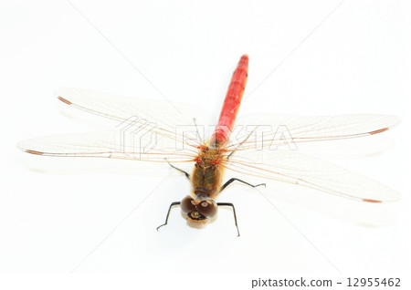 Akatonbo白背 12955462