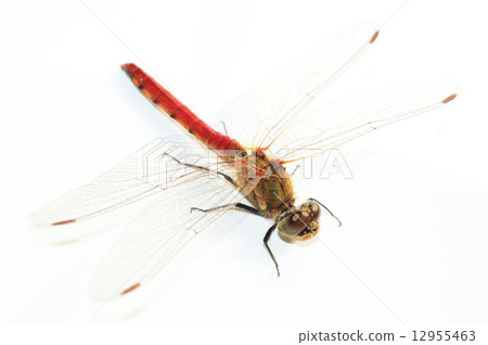 Akatonbo白背 12955463