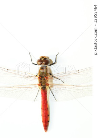 Akatonbo white back 12955464