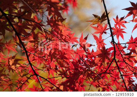 秋天的樹葉 12955910