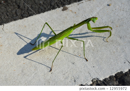 A turning turning monkey (Saitama Prefecture, Higashiwa-machi) 12955972