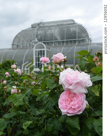 Queen Garden 12956092