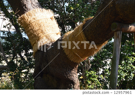 Hamarikyu's "Three hundred year pine" (Hamarikyuku Park / Tokyo Hamarikyu Garden) 12957961