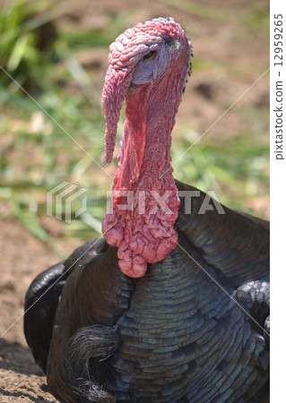 Turkey Turkey 12959265