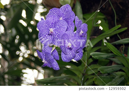 班達亞齊 12959302