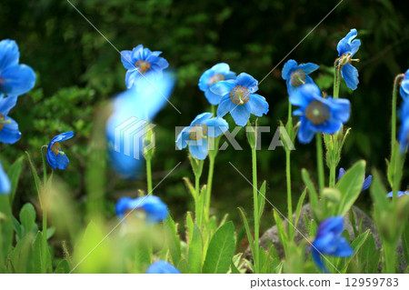 藍罌粟花朵 12959783